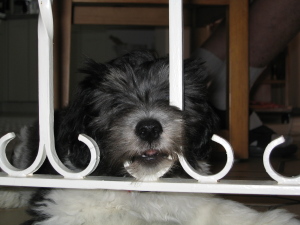 Mio am Gitter