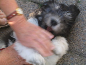 Schnell toben